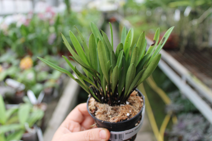 Masdevallia lilacina.jpg