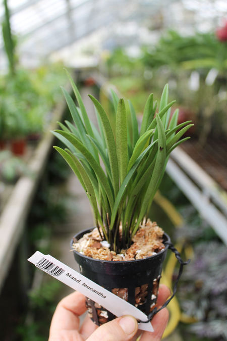 Masdevallia leucantha.jpg