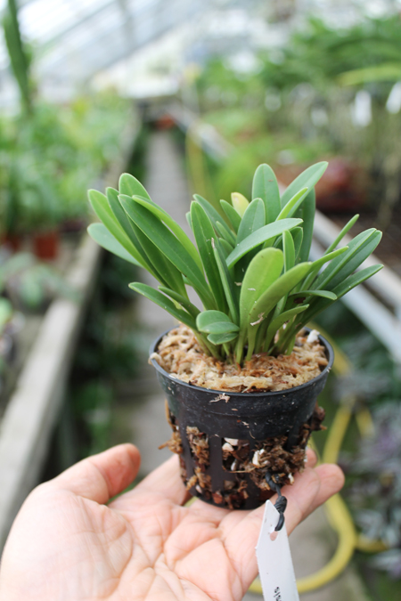 Masdevallia bulbophyllopsis.jpg