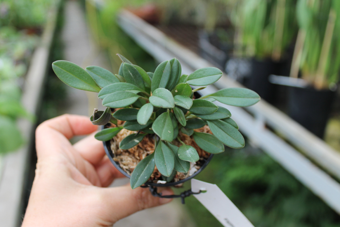 Masdevallia nidifica.jpg