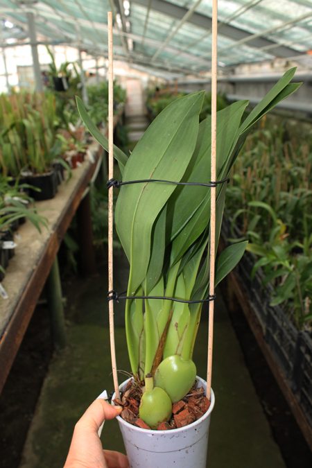 Maxillaria grandiflora.jpg