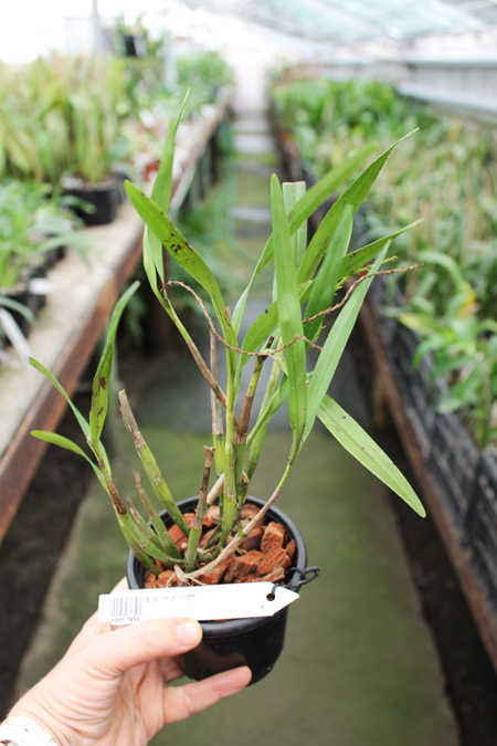 Epidendrum macrum.jpg