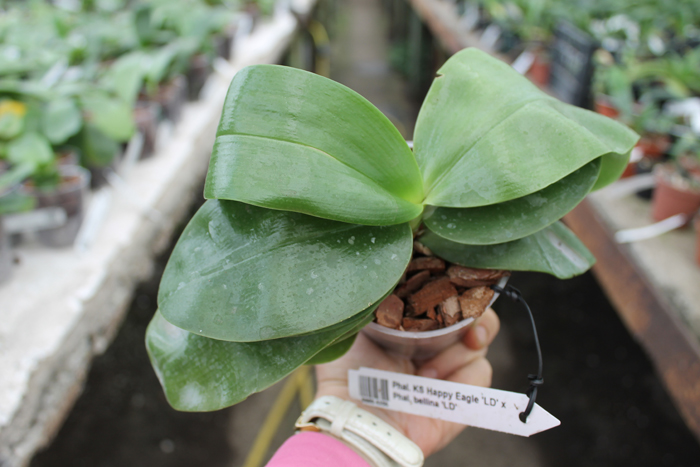 Phalaenopsis KS Happy Eagle 'LD' x Phalaenopsis bellina 'LD'.jpg