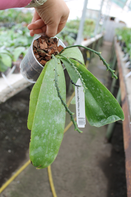 Phalaenopsis KS Happy Eagle x mariae.JPG