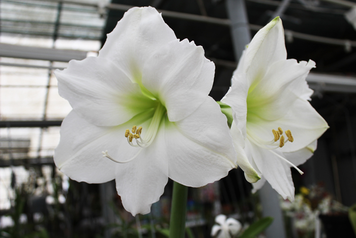 Hippeastrum Christmas Gift.jpg