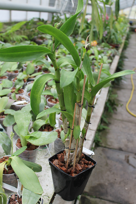 Dendrobium King Dragon x Supanburi White.jpg