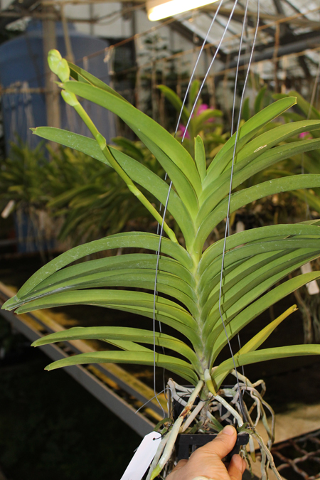 Vanda Somsri Blue Classic.jpg