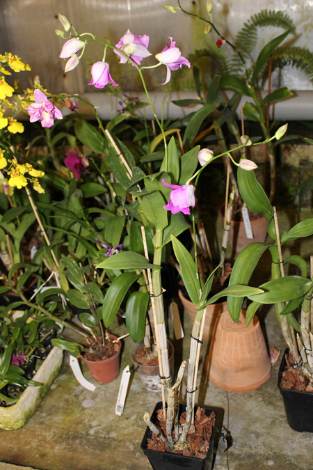 Lady Pink x King Dragon.jpg