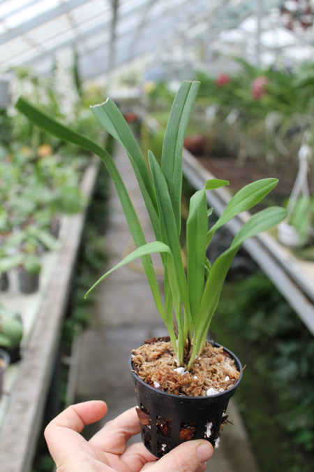 Dracula inaequalis.jpg