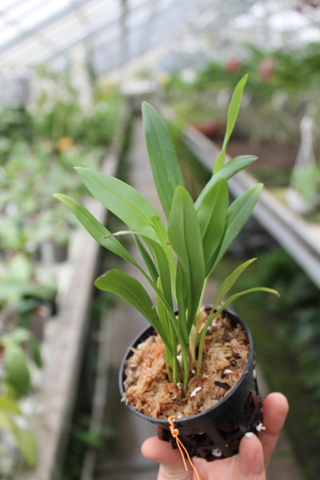 Dracula wallisii.jpg