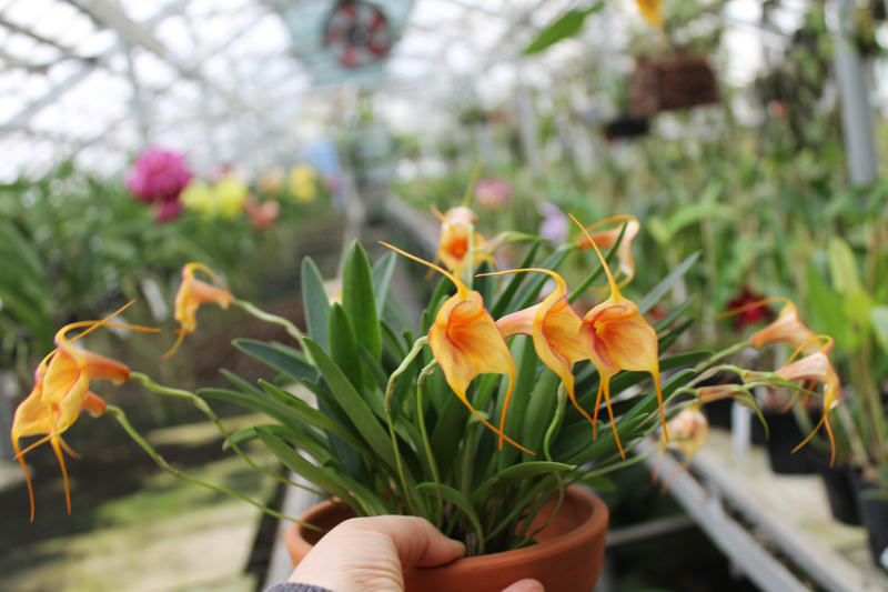 Masdevallia Amazone 'Sheila'.jpg