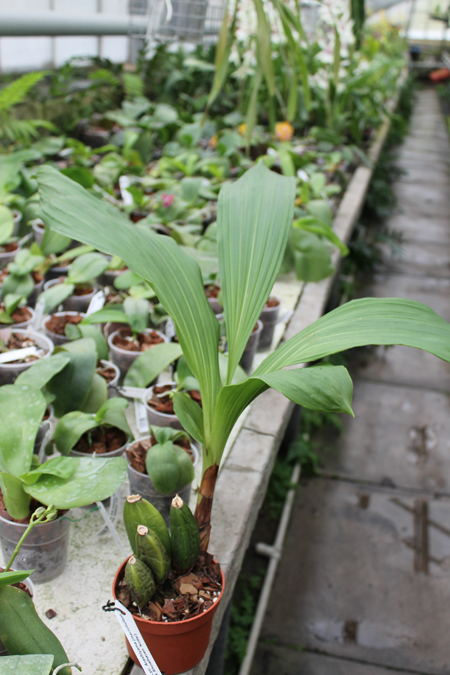 Lycaste Arashiyama (macrobulbon x Shoalhaven 'Kobe').jpg