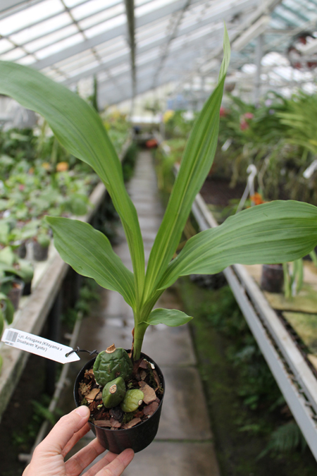 Lycaste Arisugawa (Kitayama x Shoalhaven 'Kyoto').jpg