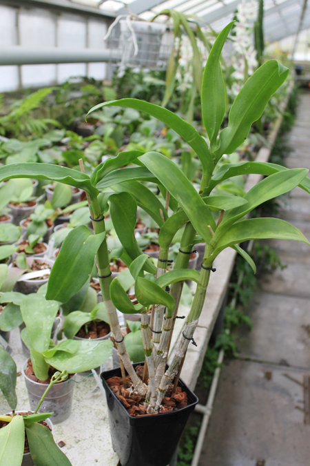 Dendrobium King Dragon x Supanburi White.jpg