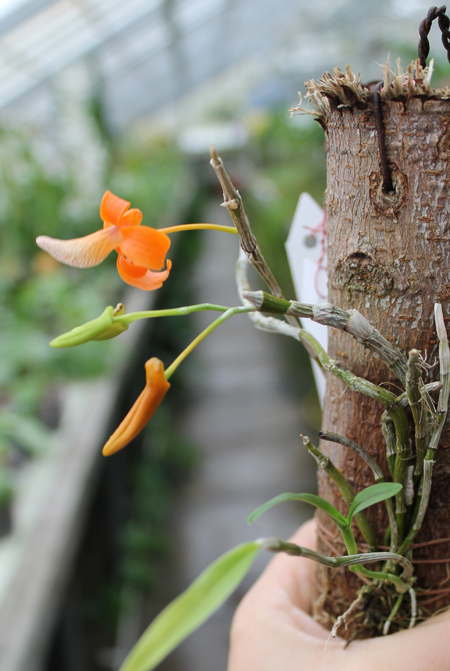 Dendrobium unicum.jpg