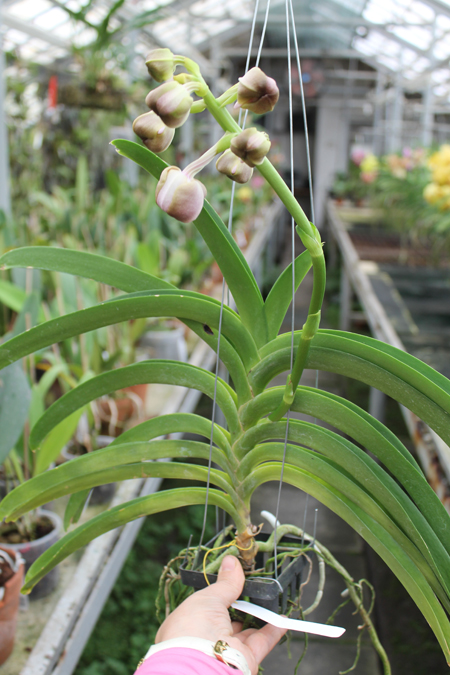 Vanda Kultana Gold x Vanda Patcharee's Delight.jpg