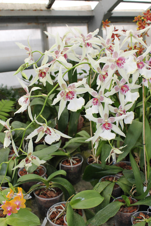 Beallara Tahoma Glacier 'Green'.jpg