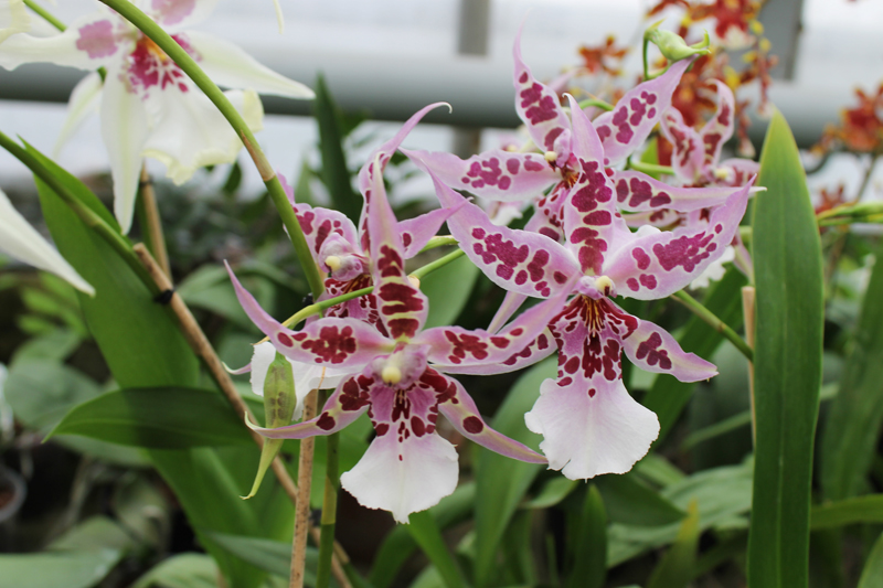 Beallara Peggy Ruth Carpenter 'Morning Joy'.jpg