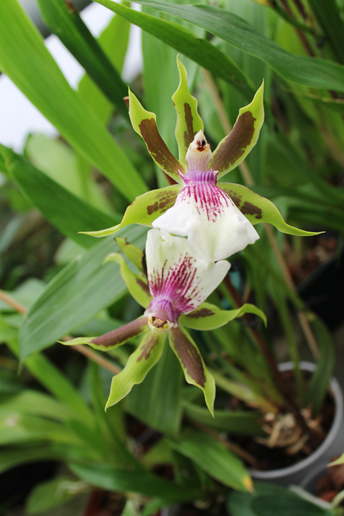 Zygopetalum hybrid.jpg