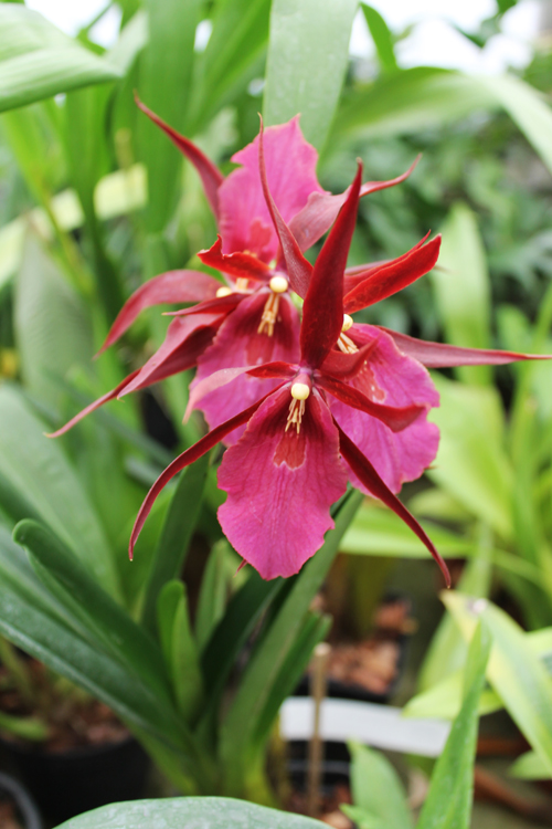 Miltassia Royal Robe 'Diplomat'.jpg