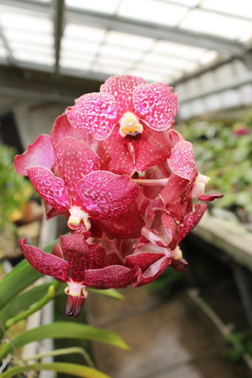 Ascocenda Haad Rawai x Vanda Tarab Waxy.jpg