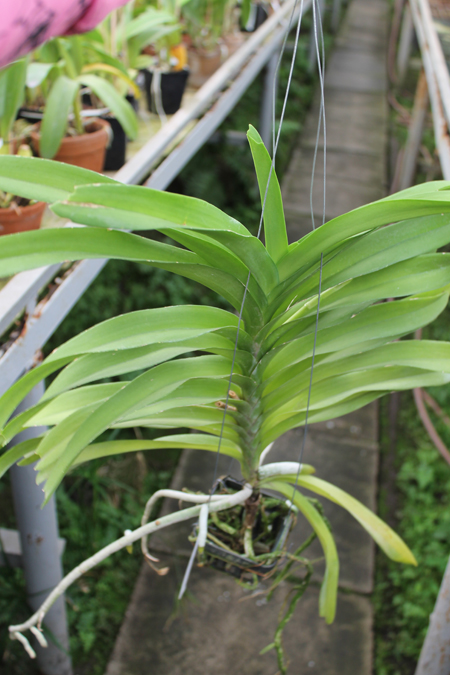 Vanda Sansai Blue.jpg