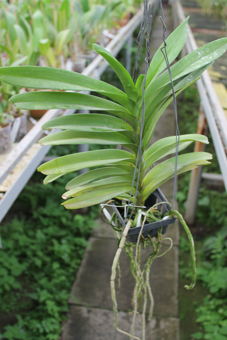 Vanda Pak Chong Blue.jpg