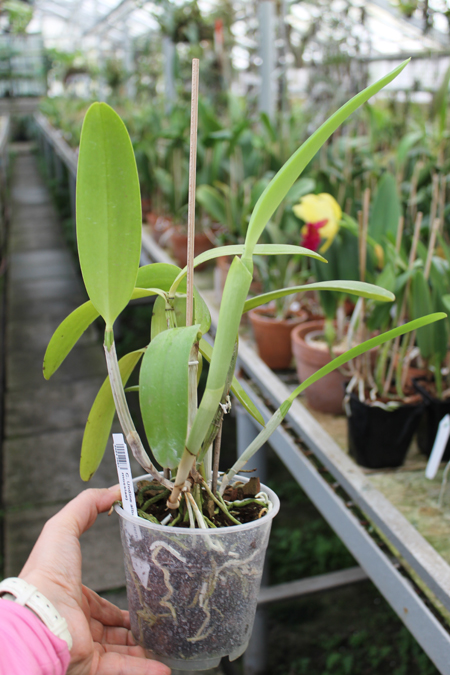 Cattleya Undine alba (intermedia x mossiae).jpg