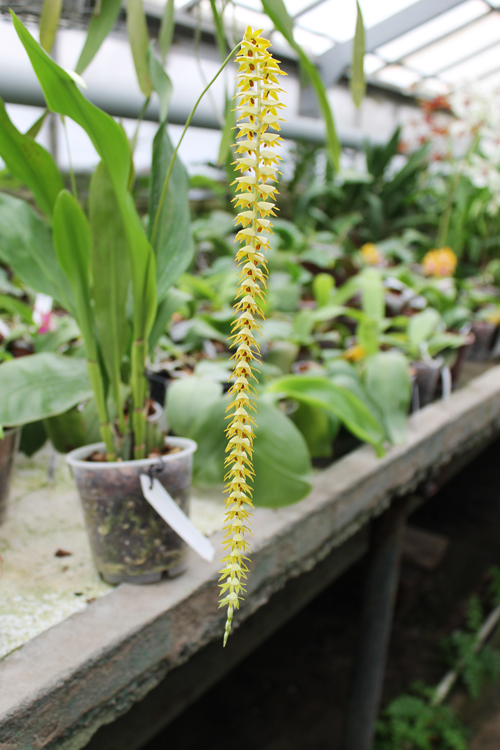 Dendrochilum magnum.jpg