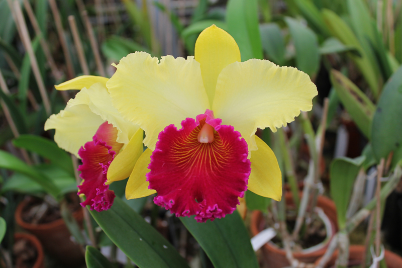 Brassolaeliocattleya Alma Kee 'Tipmalee'.jpg
