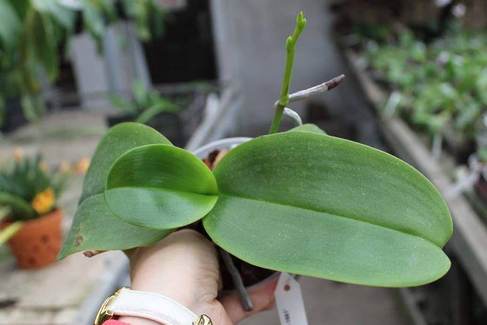 Phalaenopsis Sogo Relex 'F-1661'.jpg