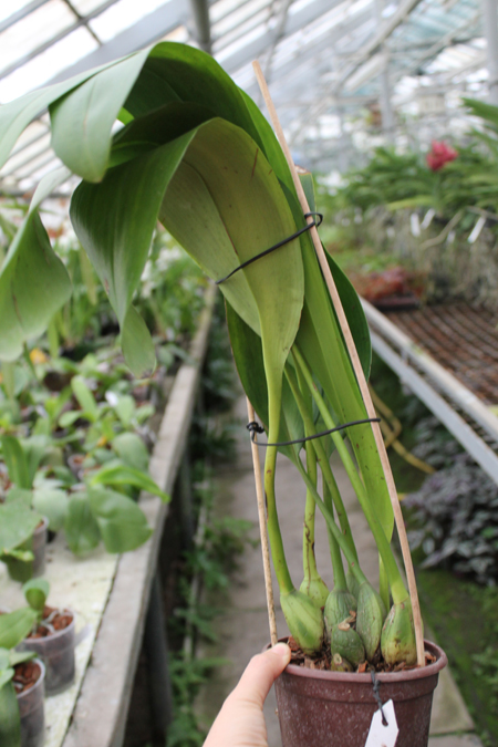 Maxillaria dillonii.jpg