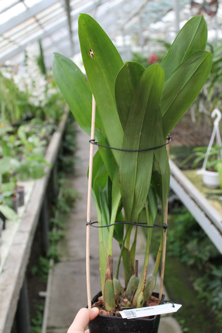 Maxillaria fractiflexa.jpg