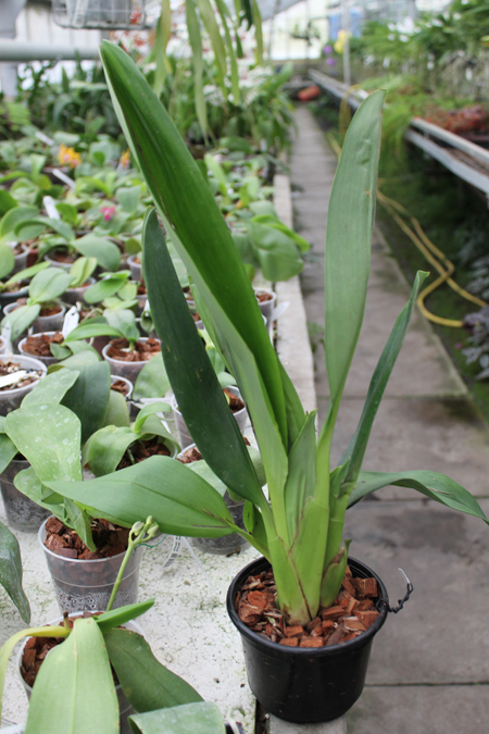 Maxillaria striata.jpg