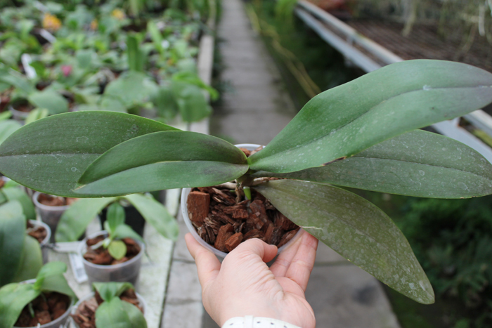 Phalaenopsis Brother Oxford 'Yaphon'.jpg