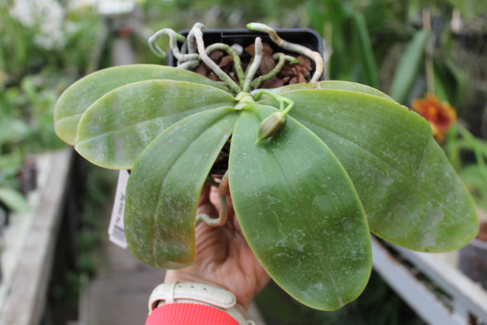 Phalaenopsis violacea 'Red'.jpg