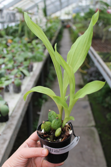 Lycaste Primadonna x Yoko's Sister.jpg