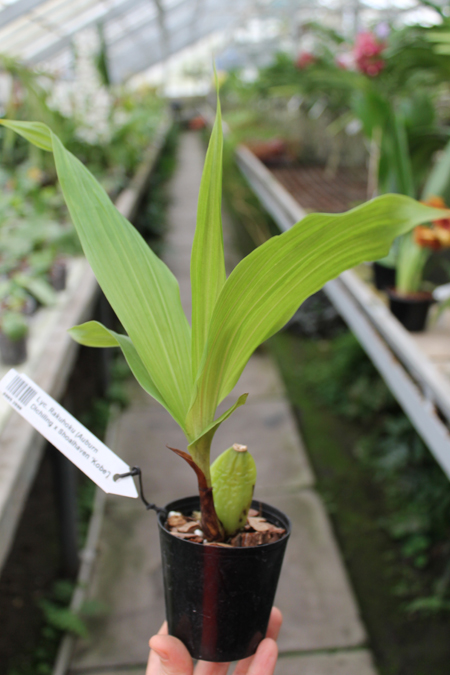 Lycaste Rakuhoku (Auburn Dichiling x Shoalhaven 'Kobe').jpg