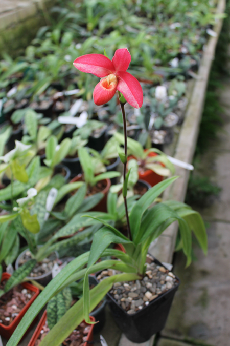 Phragmipedium Andean Fire (besseae x lidleyanum).jpg