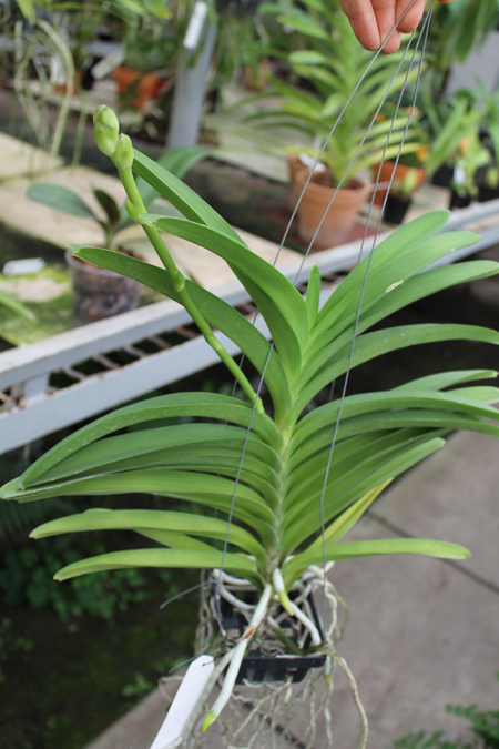 Vanda Somsri Blue Classic.jpg