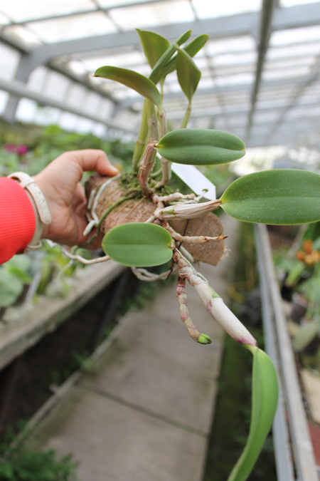 Cattleya walkeriana var princeps.jpg