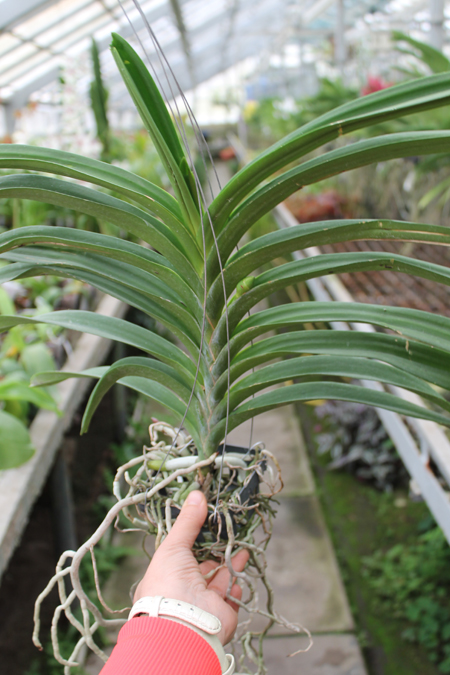Vanda Patcharee Delight 'Red Spot'.jpg