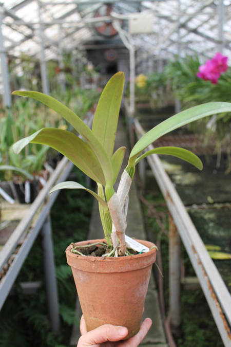 Cattleya labiata amesiana 'Super Star' (Z-43) x Cattleya labiata roxo bispo 'Urbano'.jpg