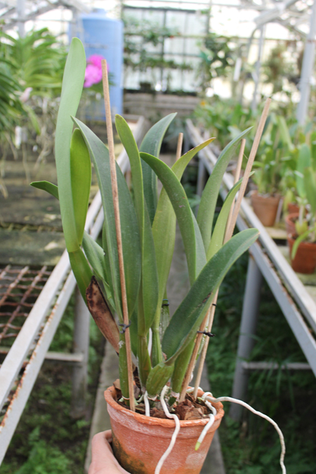 Cattleya Petch Siam.jpg