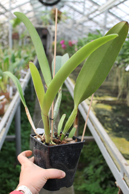 Rhyncholaeliocattleya Blanche Aisaka 'Yuki' (Brassolaeliocattleya Meditation x Laeliocattleya Stephen Oliver Fouraker).jpg
