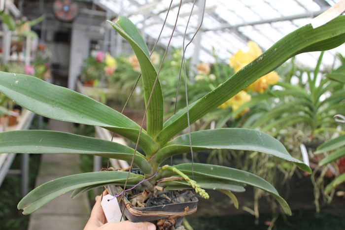 Rhynchostylis gigantea Orange.jpg