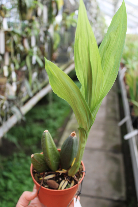 Angulocaste Red Jewel.jpg