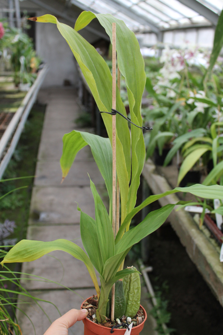 Lycaste Fire Bird.jpg