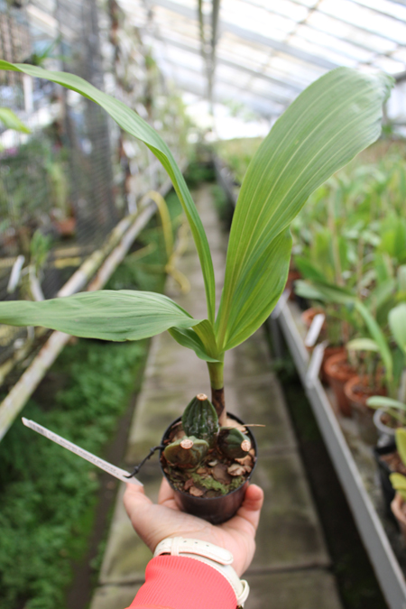 Lycaste Shonan Melody (Sunray 'Odette' x Shoalhaven 'Kyoto').jpg