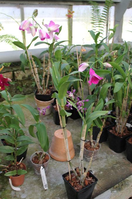 Dendrobium Lady Pink x King Dragon.jpg